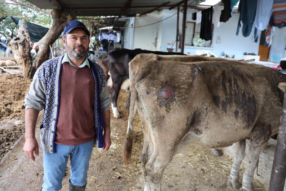 Aydın’da sel böyle geldi, hayvanlar selde sürüklendi