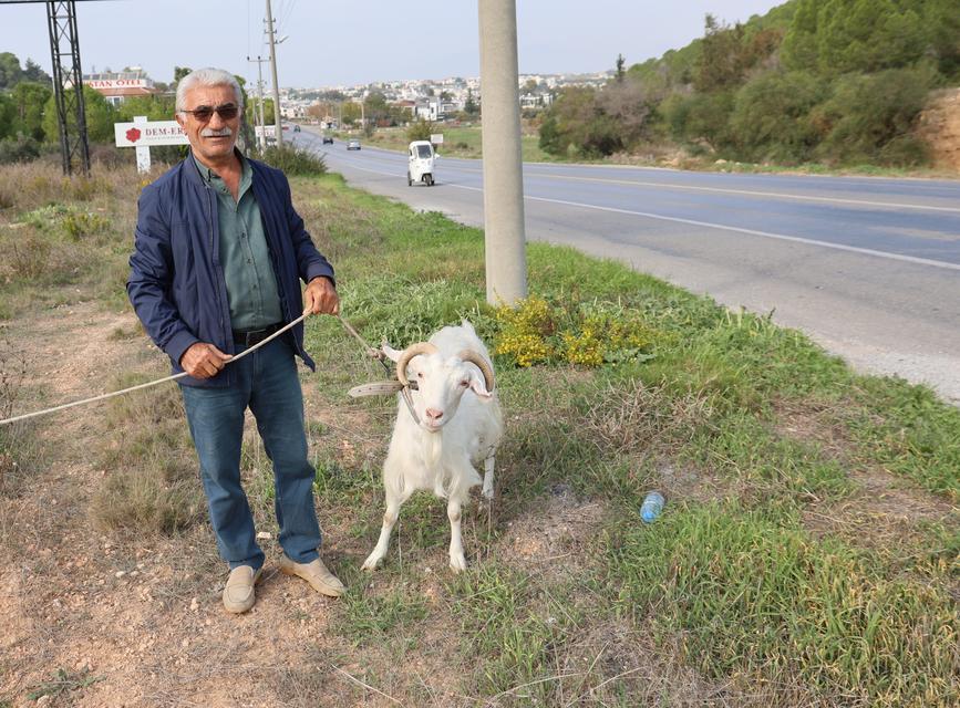 Aydın’da keçileri ile tatil yapıyor