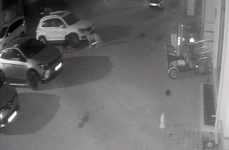 Sokak köpekleri park halindeki aracı parçaladı