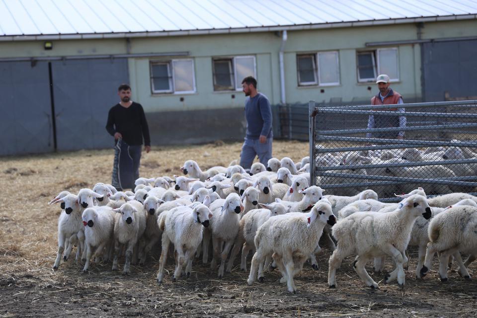 ONLARCASI ARASINDAN KENDİ ANNELERİNİ KOKLAYARAK BULDULAR ANNELER GÜNÜNDE SİVAS'TA BULUNAN ULAŞ TARIM İŞLETMESİ MÜDÜRLÜĞÜ (TİGEM), İNSANLARDA OLDUĞU GİBİ HAYVANLARDA DA ANNENİN ÖNEM VE KIYMETİNİ GÖZLER ÖNÜNE SEREN RENKLİ GÖRÜNTÜLERE SAHNE OLDU BAHARLA BİRLİKTİ DÜNYAYA GELEN KUZULAR ONLARCA KOYUN ARASINDAN KOKLAYARAK KENDİ ANNELERİNİ BULUP SÜT EMDİLER