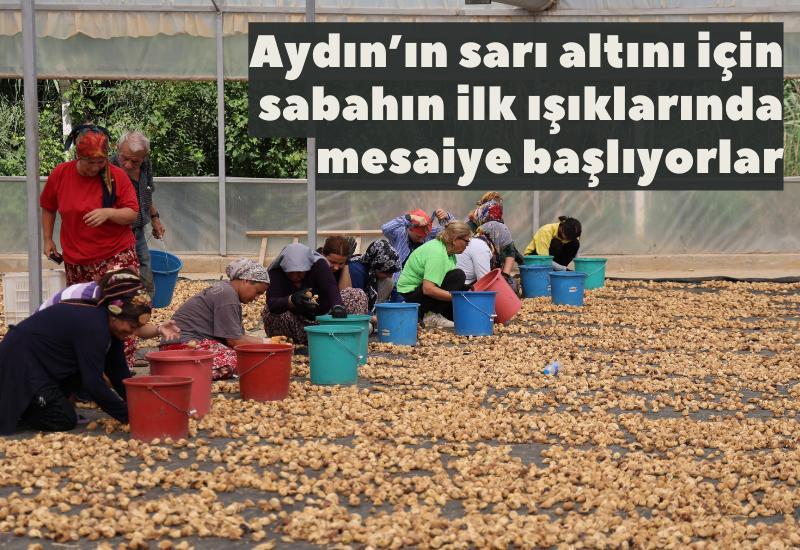 Aydın'ın sarı altını için sabahın ilk ışıklarında mesaiye başlıyorlar