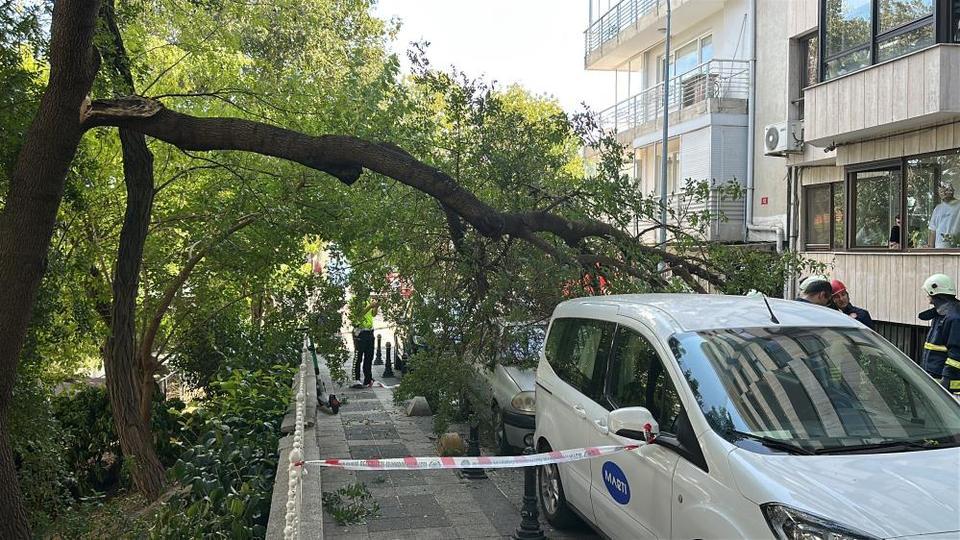 Ağaç dalı iki otomobilin üzerine devrildi