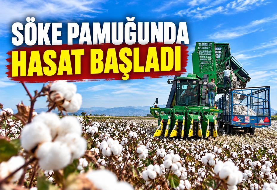 Söke pamuğunda hasat başladı