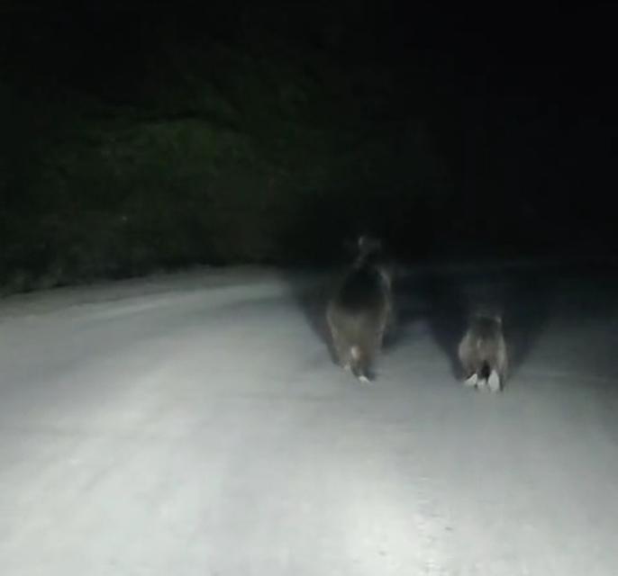 Seyir halindeki otomobilin önüne ayı çıktı