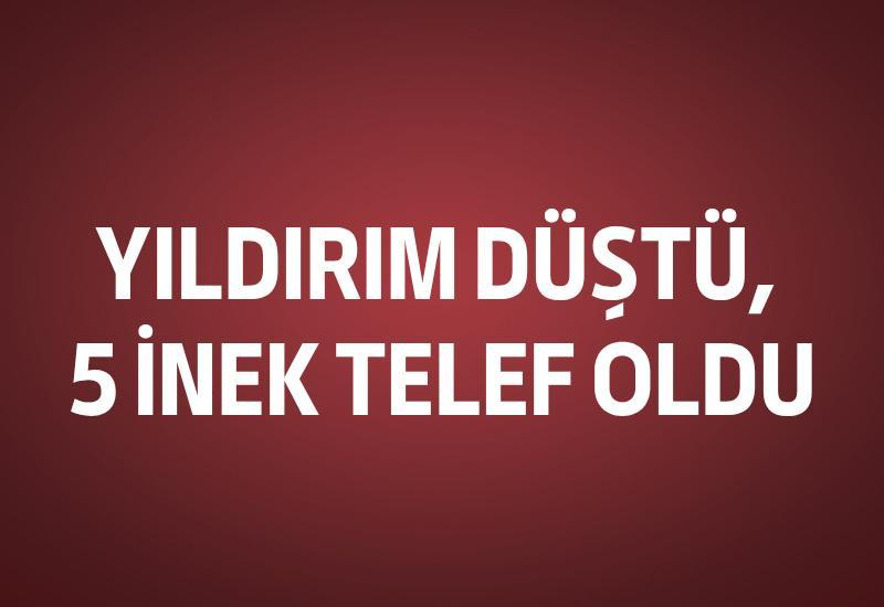 Yıldırım düştü, 5 inek telef oldu