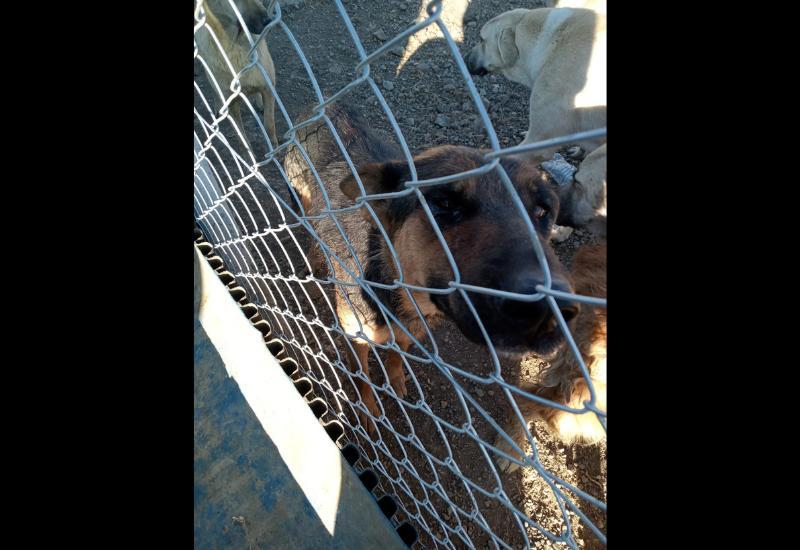 Köpeğe şiddet uygulayan şahıs gözaltına alındı