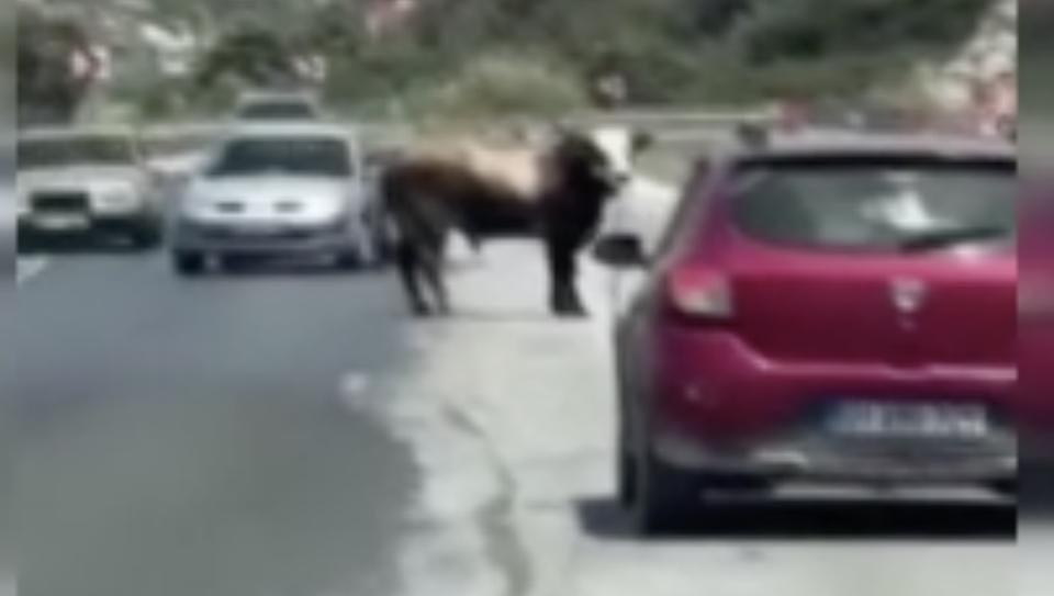 Boğa trafiği durdurdu
