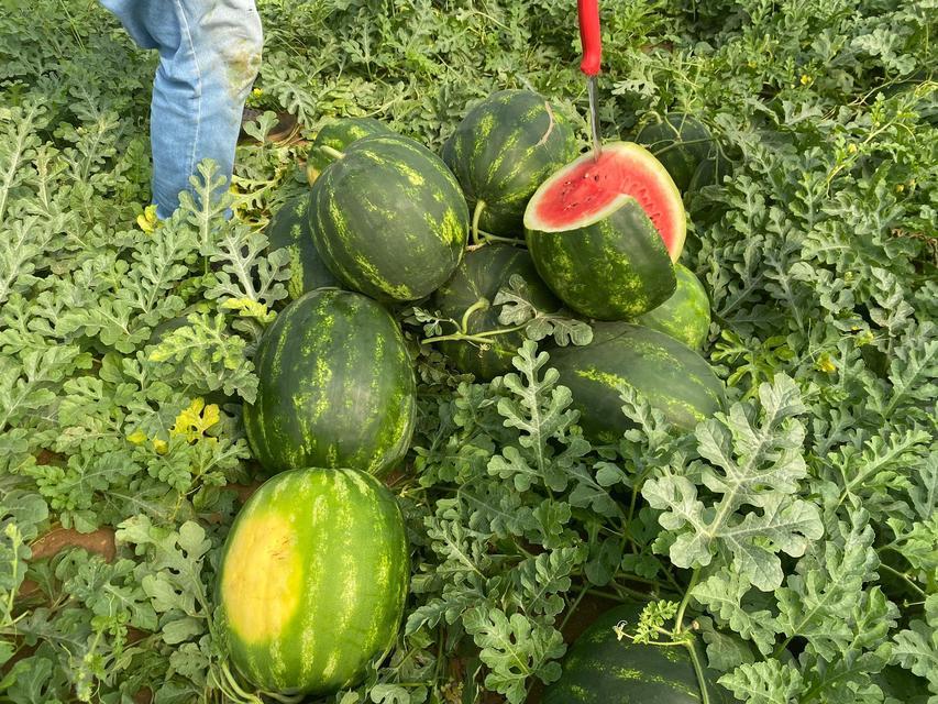 ANTALYA'DAKİ SICAK HAVALAR KARPUZ HASADINI ÖNE ÇEKTİ DÖNÜMDEN 4 TON HASADIN GERÇEKLEŞTİĞİ KARPUZUN KİLOSU 23 İLA 25 LİRA ARASINDA DEĞİŞİYOR