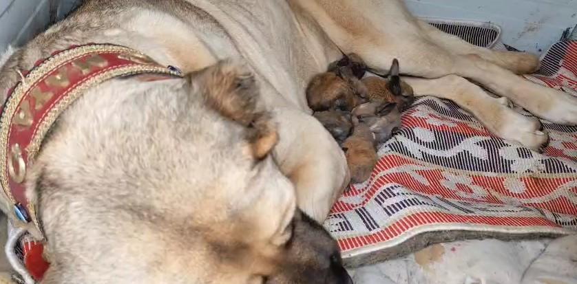 ANNELİK İÇGÜDÜSÜ SINIR TANIMADI: KANGAL KÖPEĞİ ŞİMDİ DE TAVŞANLARA BAKIYOR