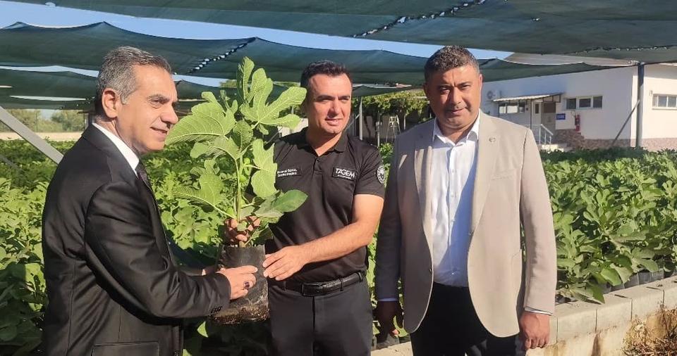 Aydın'da incir araştırmaları yerinde incelendi