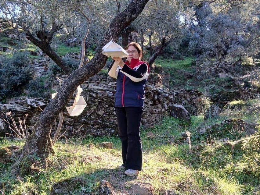 Söke'de zararlı popülasyonunda artış görüldü