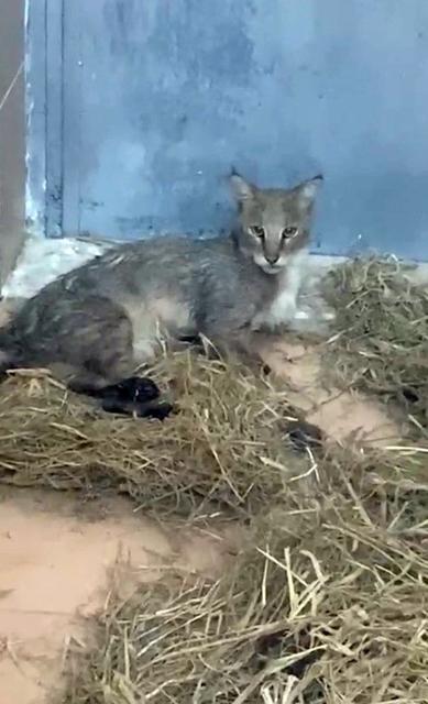 Aydın'da ağır yaralı bulunan saz kedisi, sağlıklı şekilde doğaya salındı