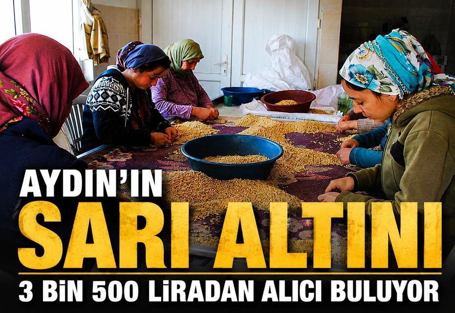 Aydın'ın sarı altını 3 bin 500 liradan alıcı buluyor