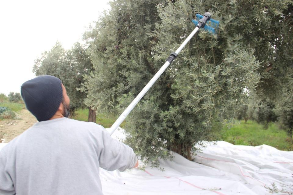 AYDIN'DA ZEYTİN ÜRETİCİSİ ZAMANLA YARIŞIYOR