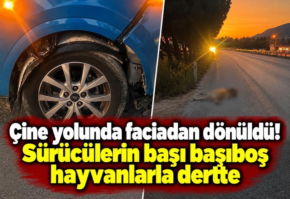 Çine yolunda faciadan dönüldü! Sürücülerin başı başıboş hayvanlarla dertte