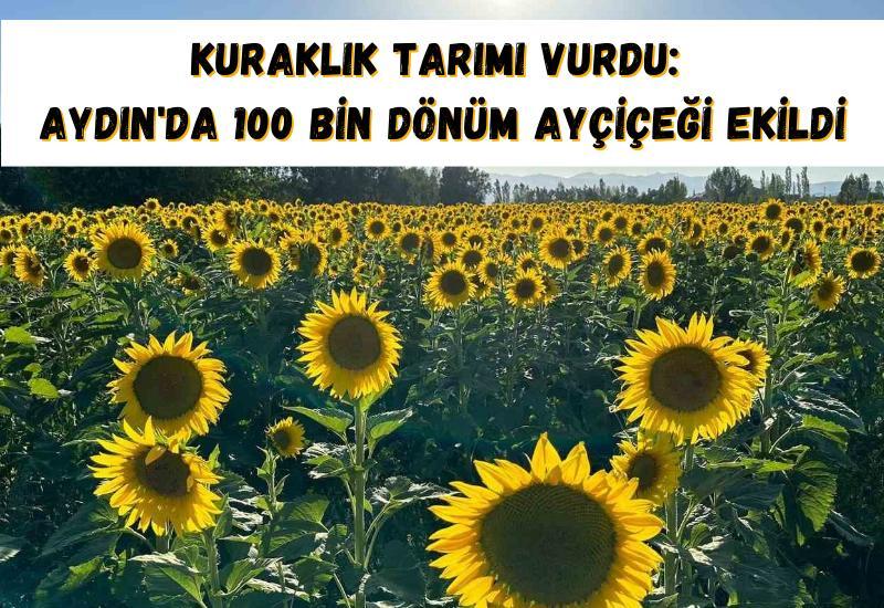 Kuraklık tarımı vurdu: Aydın'da 100 bin dönüm ayçiçeği ekildi