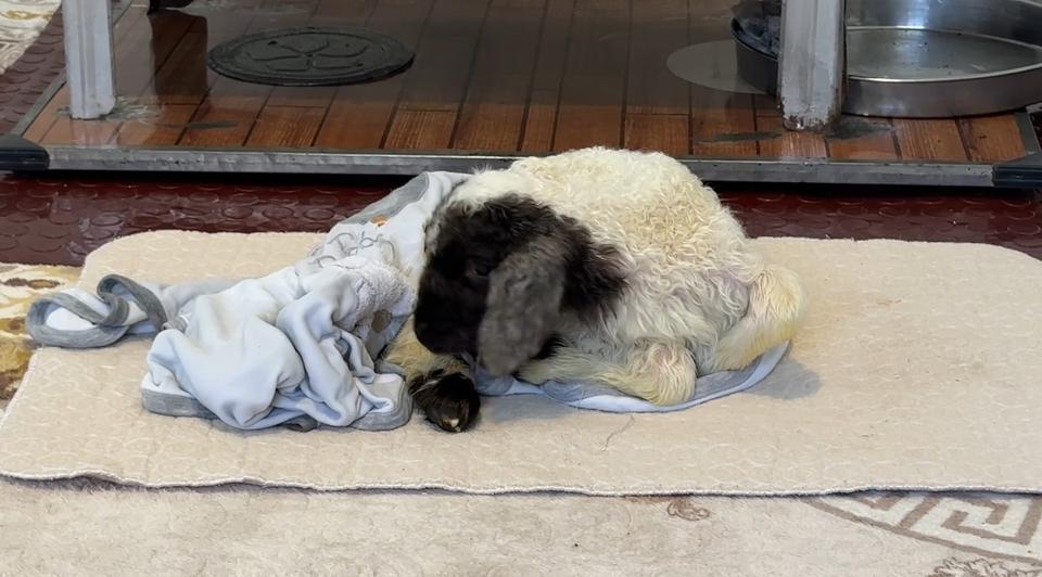 ANNESİZ KALAN KUZU AİLENİN 'UMUT'U OLDU ANNESİZ KUZUYU EV ORTAMINDA BEBEK ŞAMPUANIYLA YIKAYIP BİBERONLA BESLİYORLAR