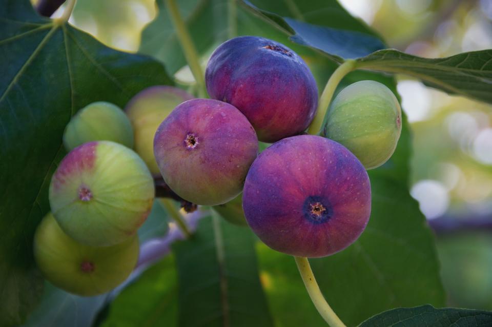 Branch of  fig tree with colorful fruits  in various stages of ripening