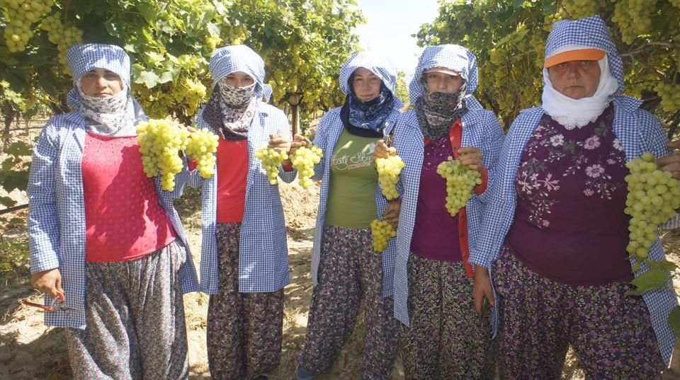 Diyabet hastalarının tercihi erkenci üzümde ihracat başladı