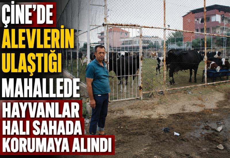 Çine'de alevlerin ulaştığı mahallede hayvanlar halı sahada korumaya alındı