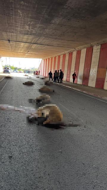 Altgeçitte korkunç manzara