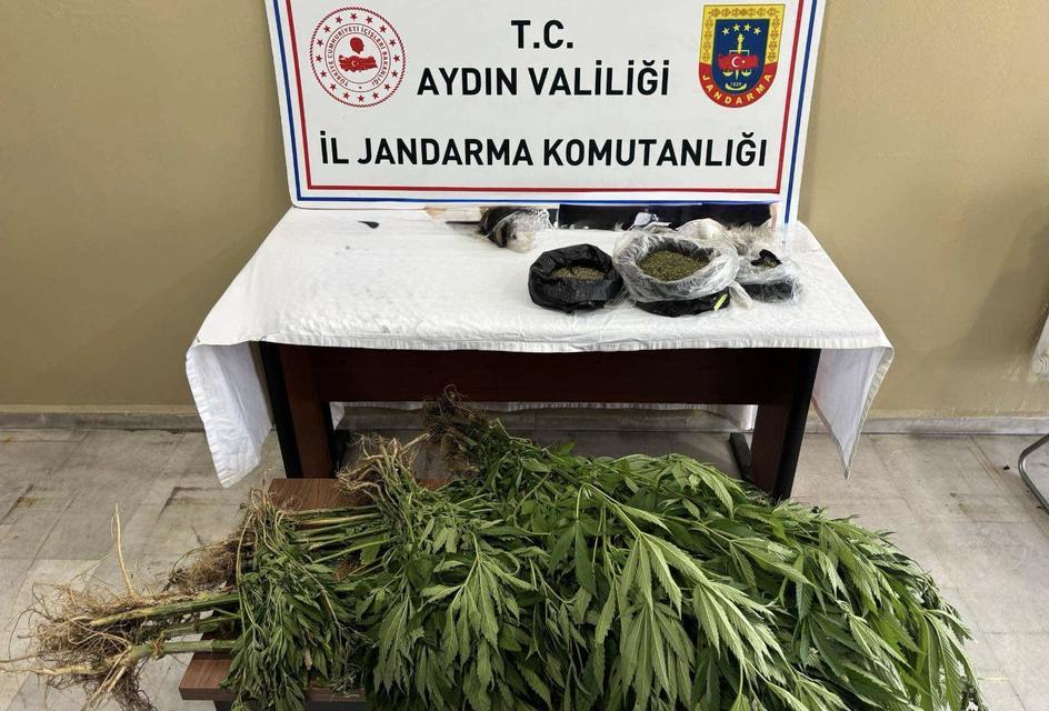 Aydın’da 92 kök kenevir ve uyuşturucu ele geçirildi