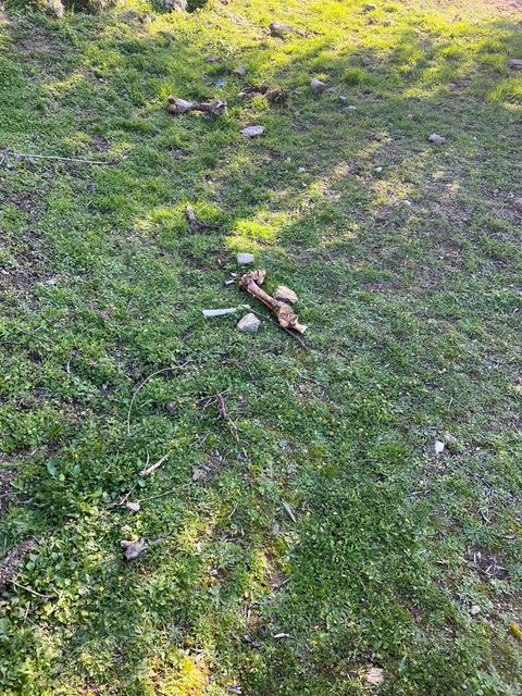 Vatandaşlar, mallarına zarar veren Madran Canavarı’nın etkisiz hale getirilmesini istedi.