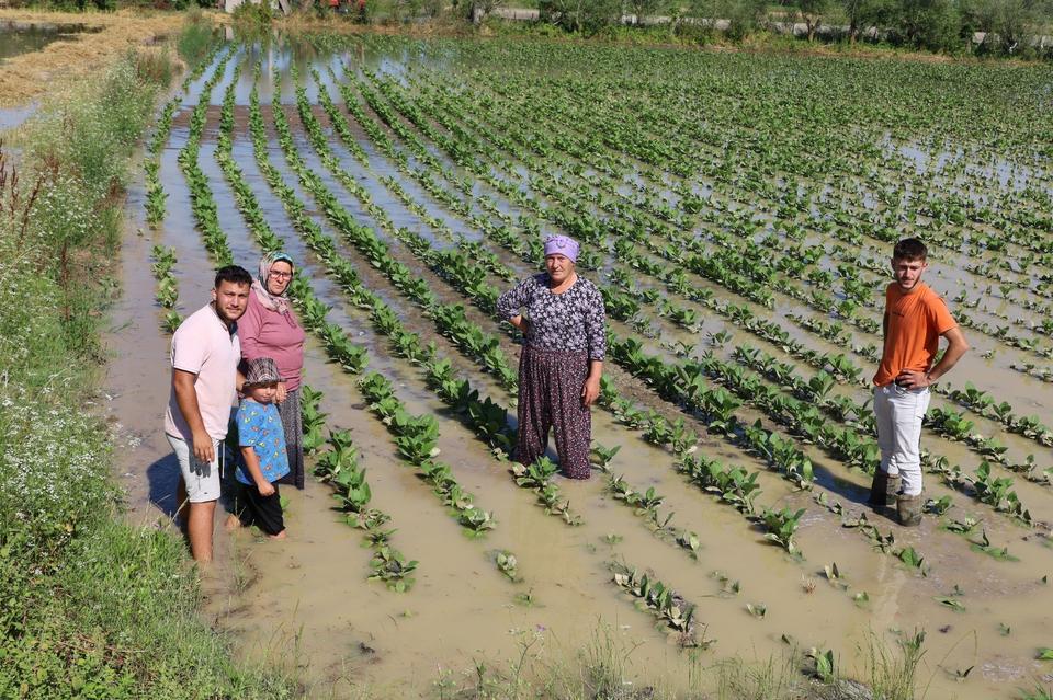 Su kanalı taştı, mahsuller sular altında