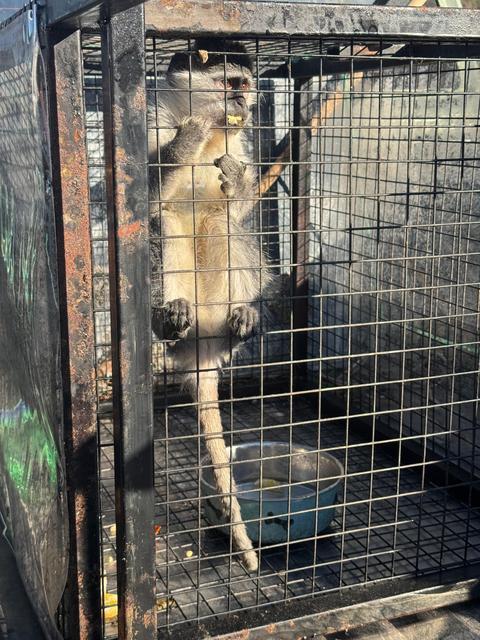 KUŞADASI'NDA RUHSATSIZ SİLAH VE MAYMUN ELE GEÇİRİLDİ