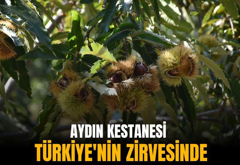 Aydın kestanesi Türkiye'nin zirvesinde
