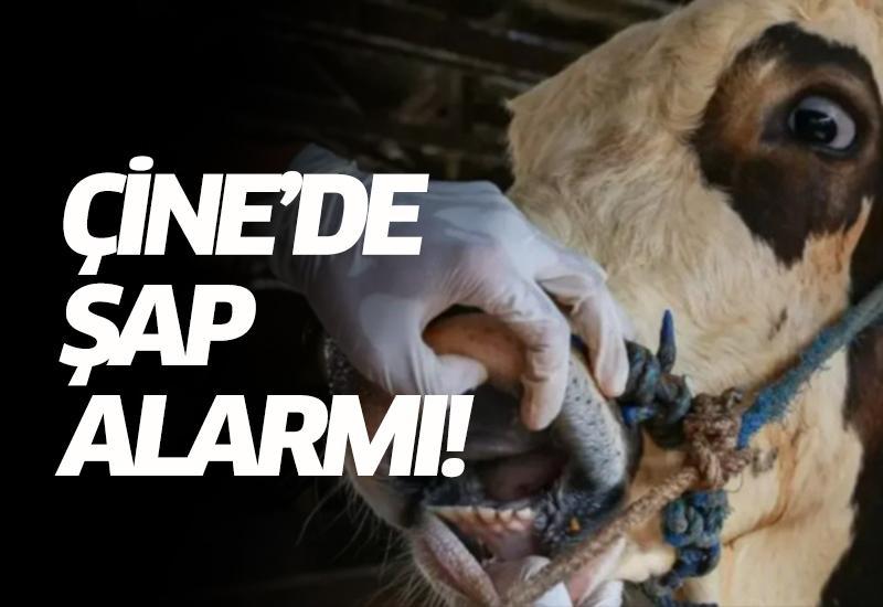 Çine’de şap alarmı!