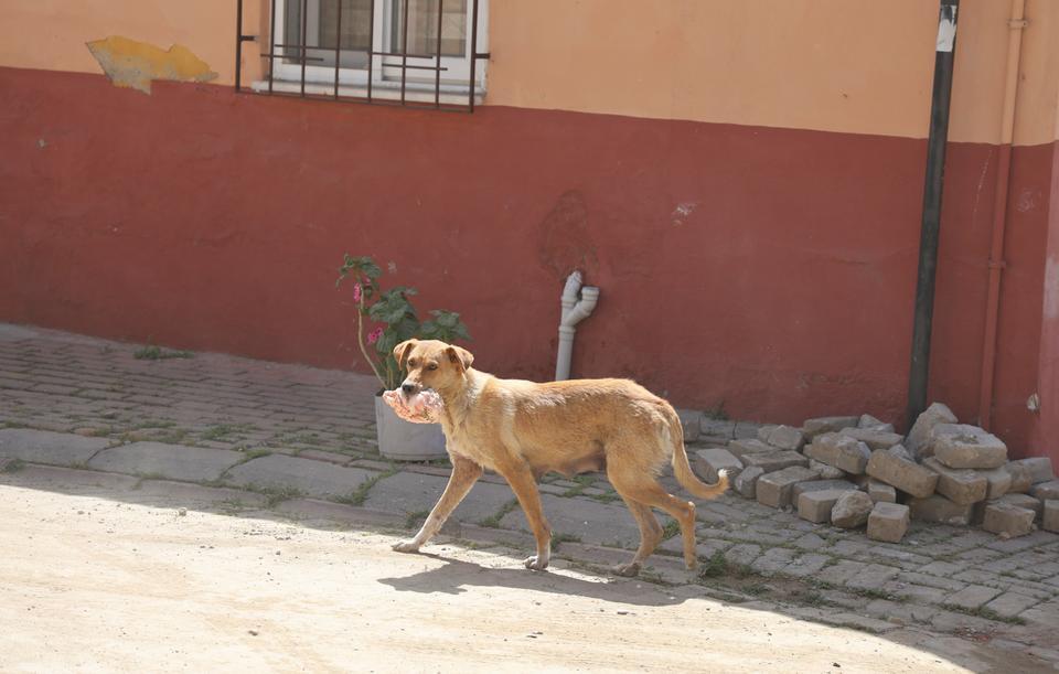 KASABI UYUTAN ANNE KÖPEK GÖZÜNÜ KIRPMADAN ETİ ALIP GİTTİ