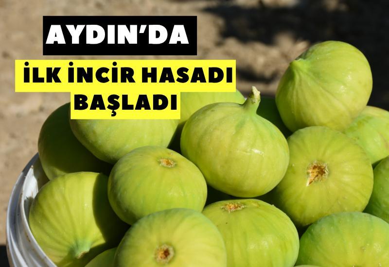 Aydın'da ilk incir hasadı başladı