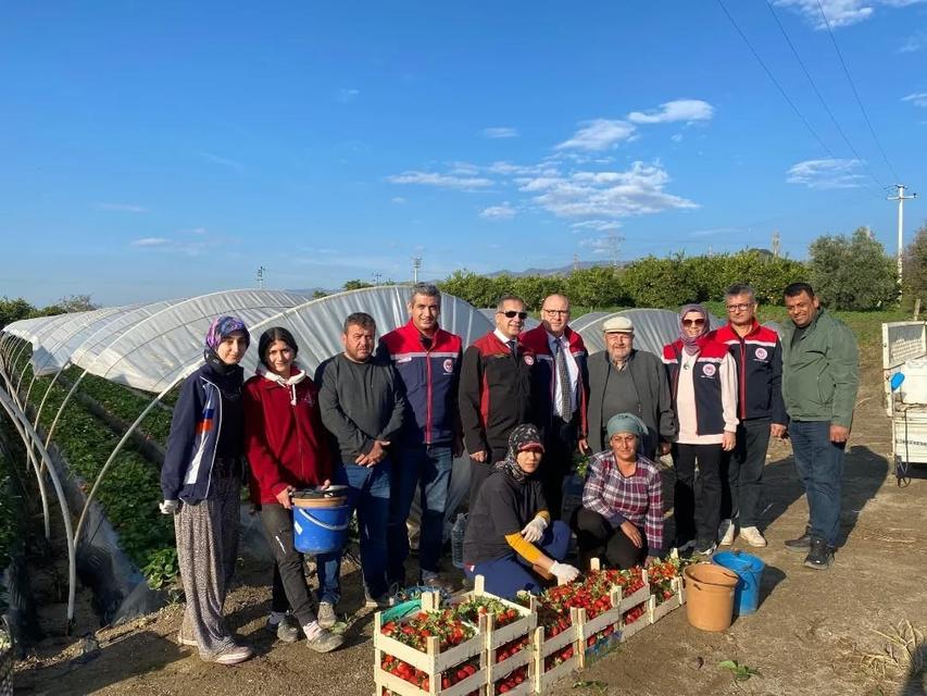 COĞRAFİ İŞARETLİ 'SULTANHİSAR ÇİLEĞİ'NDE HASAT SEVİNCİ