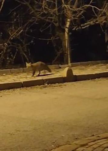 ELAZIĞ'DA AÇ KALAN TİLKİ YİYECEK BULMAK İÇİN ŞEHRE İNDİ