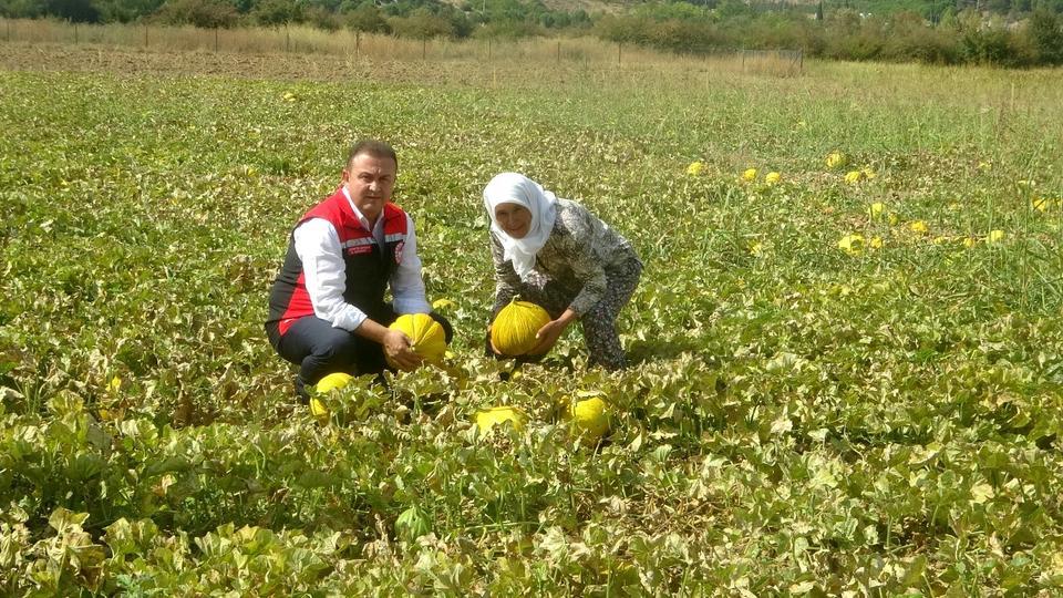 Yayla kavunu Karabağlar'da yüz yıllardır yaşatılıyor
