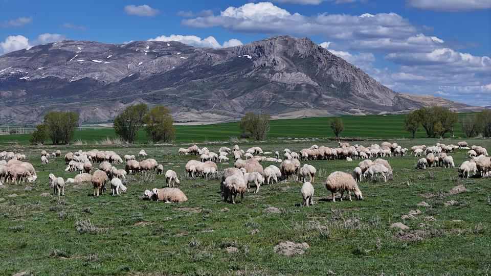 ONLARCASI ARASINDAN KENDİ ANNELERİNİ KOKLAYARAK BULDULAR ANNELER GÜNÜNDE SİVAS'TA BULUNAN ULAŞ TARIM İŞLETMESİ MÜDÜRLÜĞÜ (TİGEM), İNSANLARDA OLDUĞU GİBİ HAYVANLARDA DA ANNENİN ÖNEM VE KIYMETİNİ GÖZLER ÖNÜNE SEREN RENKLİ GÖRÜNTÜLERE SAHNE OLDU BAHARLA BİRLİKTİ DÜNYAYA GELEN KUZULAR ONLARCA KOYUN ARASINDAN KOKLAYARAK KENDİ ANNELERİNİ BULUP SÜT EMDİLER