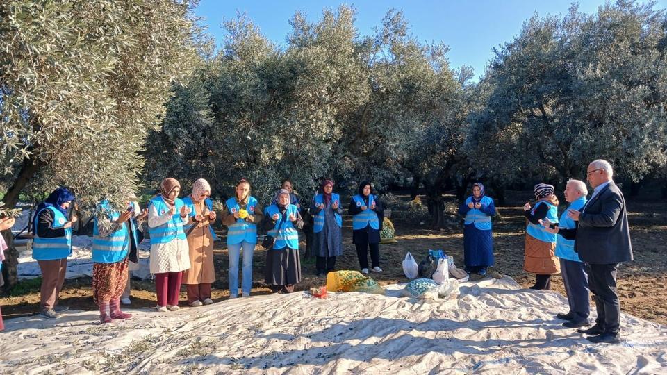 Zeytin hasadı dualarla başladı