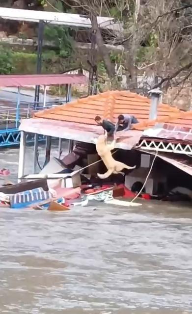 TAŞAN ÇAYDAKİ İŞLETME YIKILDI, SULARA KAPILMAK ÜZERE OLAN BİR KÖPEK SON ANDA KURTARILDI EVLERİN ZEMİN KATLARI SULAR ALTIN KALDI, SAHİL EŞYALAR İLE DOLDU SU TAŞKINI DRONE İLE HAVADAN GÖRÜNTÜLENDİ
