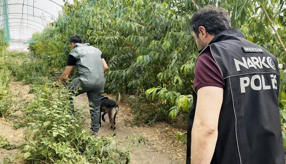 Şeftali serasında çuvallarca uyuşturucu ele geçirildi