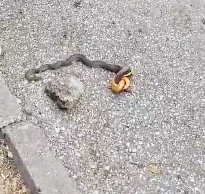 Yol kenarındaki yılan korkuttu