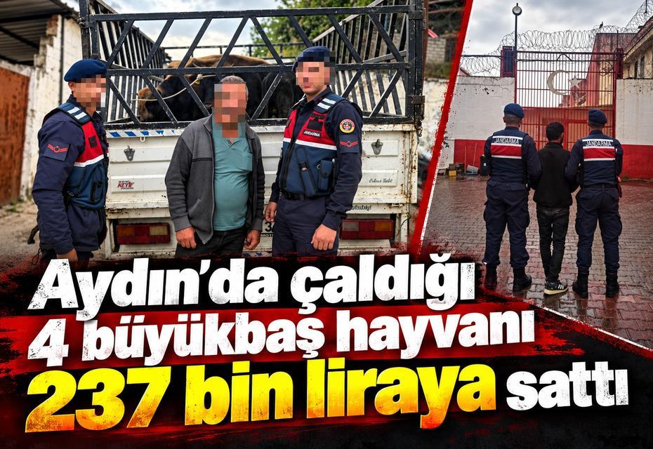 Aydın’da çaldığı 4 büyükbaş hayvanı 237 bin liraya sattı
