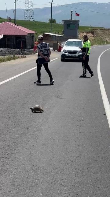 Polis memuru kaplumbağa için trafiği durdurdu