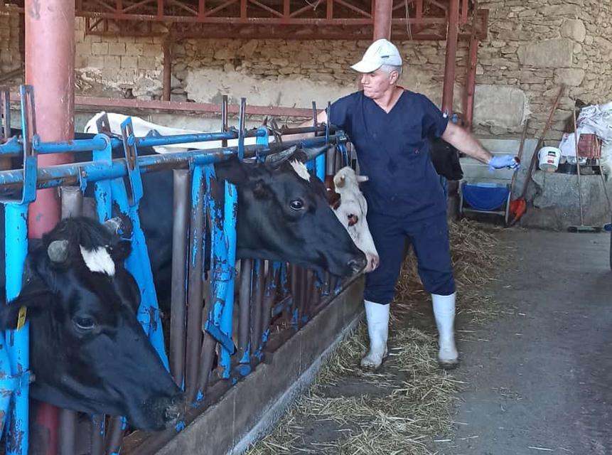Nazilli’de şap aşılaması hafta sonu da sürüyor