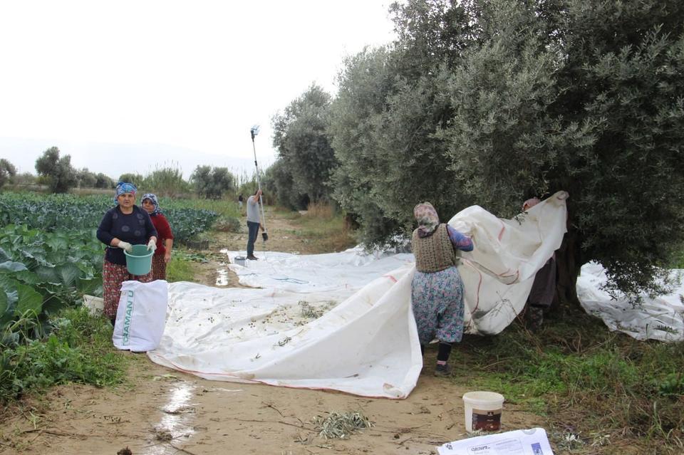 AYDIN'DA ZEYTİN ÜRETİCİSİ ZAMANLA YARIŞIYOR