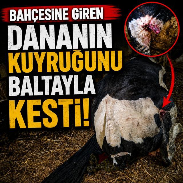 Bahçesine giren dananın kuyruğunu baltayla kesti