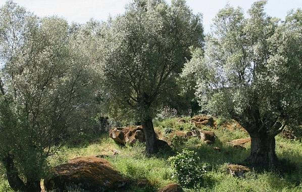 Aydın'da 18 dönüm zeytinlik icradan satılacak