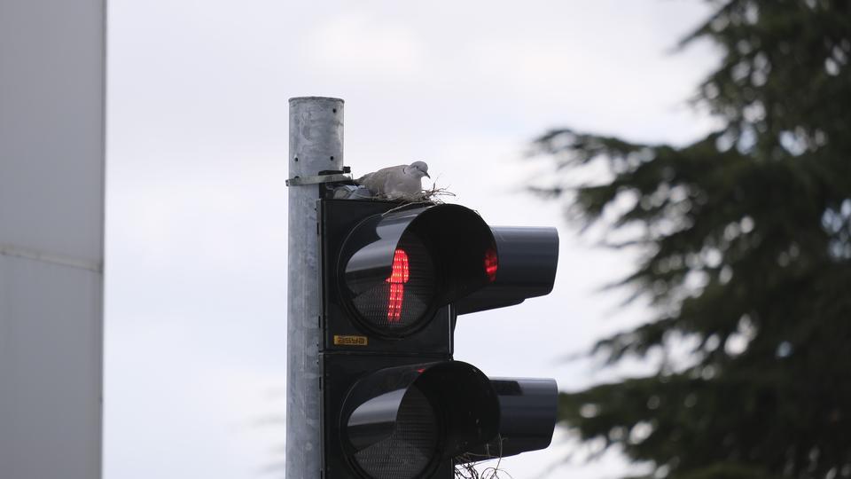 Yeşilde geç, kumruda dur