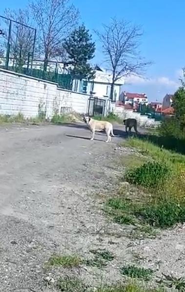 Küçük çocuktan büyük hareket: Arkadaşını asla bırakmadı