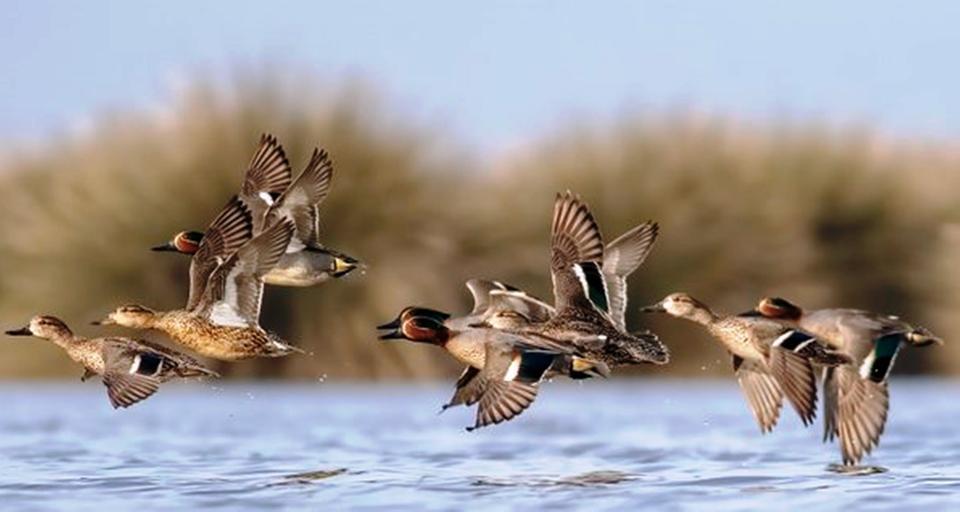 SAVCININ OBJEKTİFİNDEN YABAN HAYATI SAVCININ ÇEKTİĞİ HAYVANLAR ALEMİ VİDEOLARI BELGESELLERİ ARATMIYOR